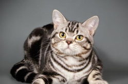 宠物猫的品种,探寻不同品种宠物猫的独特魅力